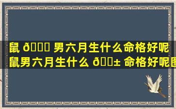 鼠 💐 男六月生什么命格好呢「鼠男六月生什么 🐱 命格好呢图片」